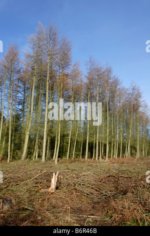 Unione larice (Larix decidua) sul sito forestale, Haughmond Hill, Shropshire, Inghilterra Foto Stock