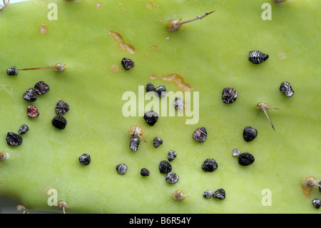 Cocciniglia insetto (Dactylopius coccus). Femmine essiccato sulla foglia di cactus per la produzione a colori Foto Stock