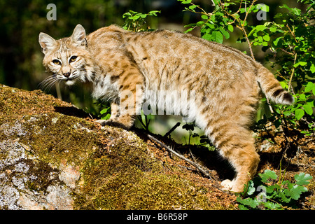 Bobcat stalking su una roccia di muschio - condizioni controllate Foto Stock