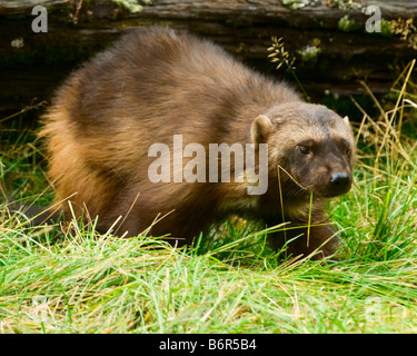 Un wolverine rummages in erba Nei pressi di un registro di caduti Foto Stock