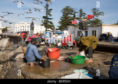 Essaouira Marocco Nord Africa dicembre pescatori eviscerazione e pulire le loro catture attirare i gabbiani Foto Stock