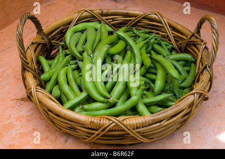 Appena raccolti giovani fave nel cestello Foto Stock