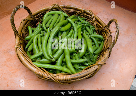 Appena raccolti giovani fave nel cestello Foto Stock