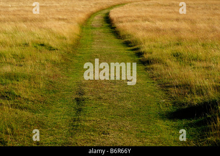 Percorso attraverso l'erba estiva Foto Stock
