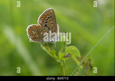 Polyommatus icarus - comune blu Foto Stock