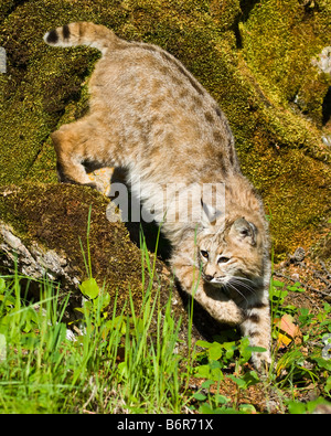 Bobcat stalking su una roccia di muschio- condizioni controllate Foto Stock