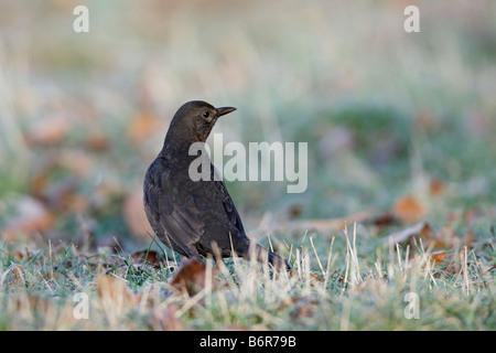 Maschio di Merlo Turdus merula su frosty erba Eltisley Cambridgeshire Foto Stock