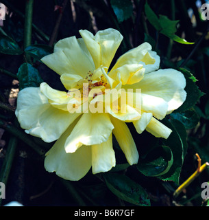 Rosa "Golden Showers' a Kew Foto Stock