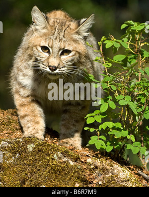 Bobcat stalking su una roccia di muschio- condizioni controllate Foto Stock