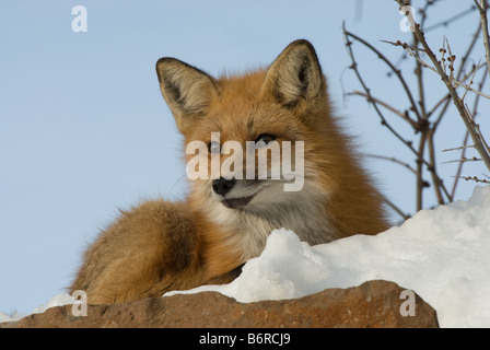 Red Fox (Vulpes vulpes vulpes) giacente sulla neve Foto Stock
