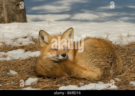 Red Fox (Vulpes vulpes vulpes) giacente arricciato su aghi di pino tra la neve Foto Stock