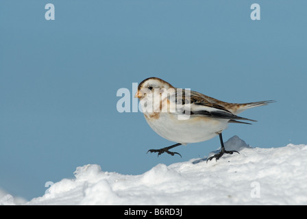 Snow Bunting (Plectrophenax nivalis) passeggiate sulla neve Foto Stock