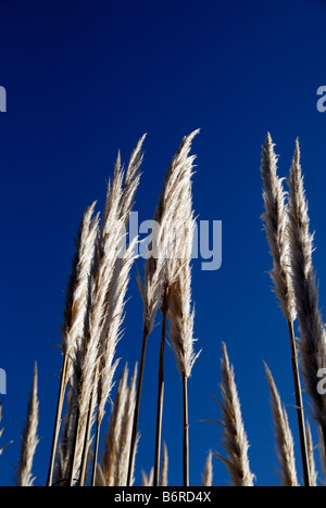 Pampa erba ondeggianti nel vento con cielo blu in inverno SUSSEX REGNO UNITO Foto Stock