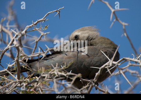 Grigio andare lontano uccello o Lourie Preening, il Parco Nazionale di Etosha, Namibia Foto Stock