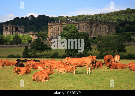 "Chatsworth House' le mucche al pascolo su campi di fronte alla famosa casa, Peak District, England Regno Unito Foto Stock