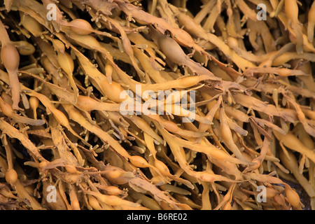 Annodato wrack 'Seaweed' 'Ascophyllum nodosum' Foto Stock