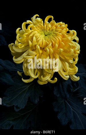 Giallo Incurve irregolari crisantemo Foto Stock