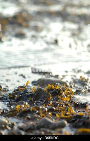 Rocce e alghe marine in Folkestone Beach, Kent Foto Stock