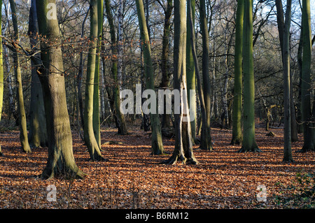 Faggi in inverno Elmbridge Surrey UK Foto Stock