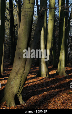 Faggi in inverno Elmbridge Surrey UK Foto Stock