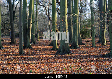 Faggi in inverno Elmbridge Surrey UK Foto Stock