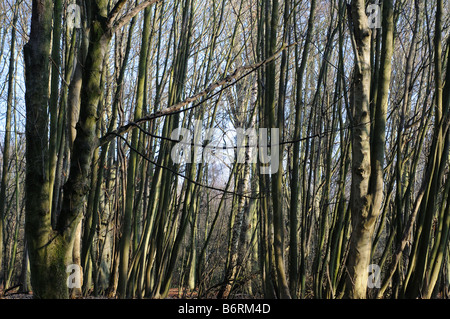 Faggi in inverno Elmbridge Surrey UK Foto Stock