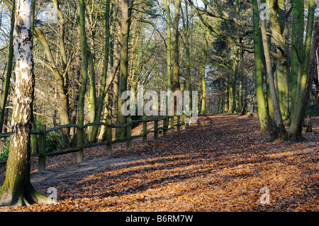 Percorso del bosco di faggi in inverno Elmbridge Surrey UK Foto Stock