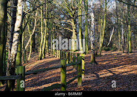 Percorso del bosco di faggi in inverno Elmbridge Surrey UK Foto Stock