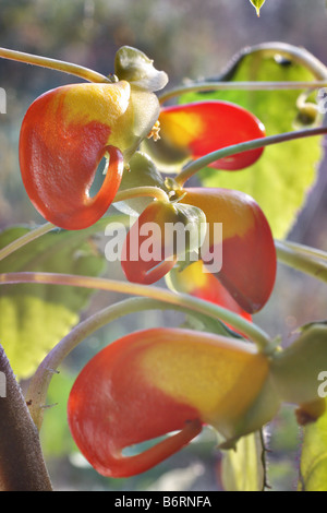 IMPATIENS NIAMNIAMENSIS CONGO CACATUA Foto Stock