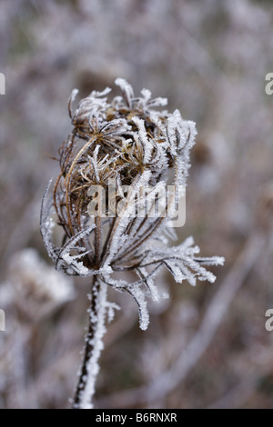 Trasformata per forte gradiente di brina sui SEEDHEADS selvatiche di carota Daucus carota Foto Stock