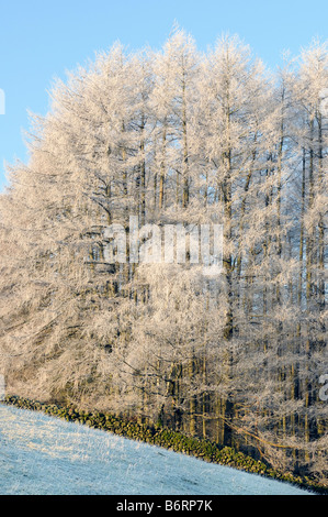 Il gelo e la neve di luce alberi ricoperti su un lato di una collina Foto Stock