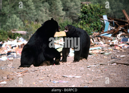 Orsi neri (Ursus americanus) roaming per i prodotti alimentari su una discarica di rifiuti Foto Stock