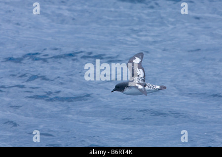 Cape Petrel Daption capense Oceano Meridionale Antartide Foto Stock