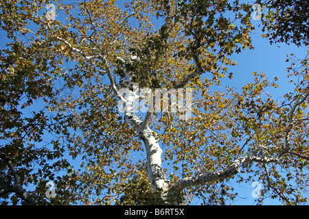 Rami di albero corteccia bianco foglie gialle di raggiungere il cielo blu Foto Stock