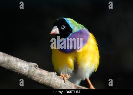 Gouldian Finch, 'Erythrura gouldiae', maschio Foto Stock