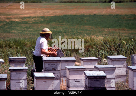 Apicoltore azienda favo di miele da alveari in un campo nella Okanagan Valley, BC, British Columbia, Canada Foto Stock