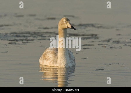 Un giovane Whooper Swan Cygnus cygnus nuota tra i ghiacci a Welney WWT riserva, Norfolk, Inghilterra, Regno Unito Foto Stock