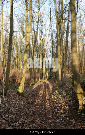 Le ombre di una coppia di escursionisti che si allungano lungo il percorso del Cotswold modo sentiero vicino a Winchcombe in Gloucestershire Foto Stock