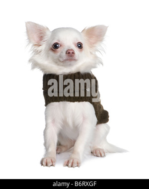 Chihuahua 8 mesi di fronte a uno sfondo bianco Foto Stock