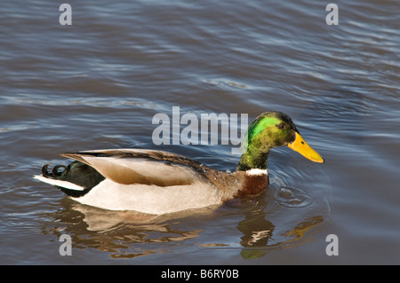 Mallard Drake nuoto sulle sponde di un lago con il suo riflesso nell'acqua Foto Stock