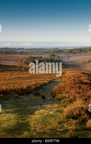 Nebbiosa mattina autunnale nel nuovo Parco Nazionale Foreste, Hampshire, Inghilterra, Regno Unito Foto Stock