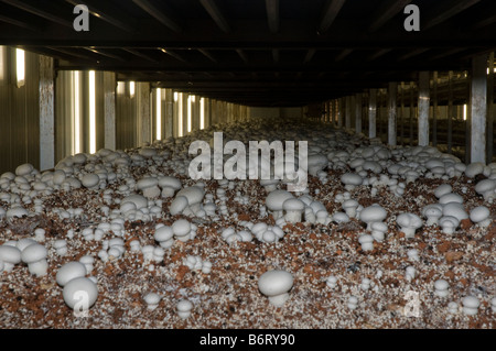 Ripiani di compost organico sono mantenuti in condizioni ambientali controllate per intensivo di allevamento a fungo Foto Stock