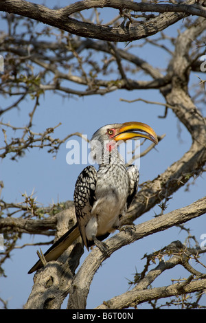 Southern Yellow-fatturati Hornbill, l'Okonjima, Namibia Foto Stock