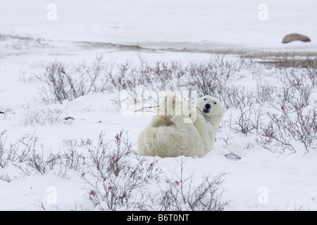 Orso polare nella neve a Churchill Foto Stock