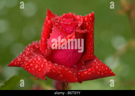 Gocce di pioggia su una rosa rossa Foto Stock