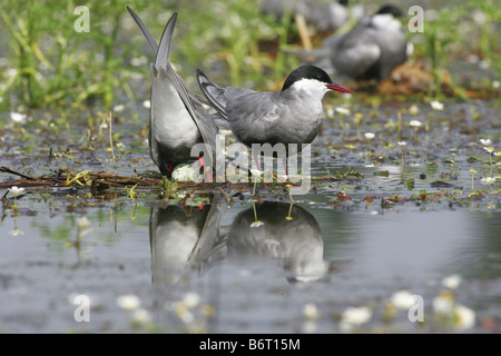 2 uccelli fianco a fianco. Uno dei due essendo girare il suo uovo Foto Stock