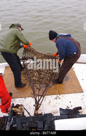 Annapolis Maryland, l'ultimo giorno di oyster stagione a bordo del tonnetto striato Helen Virginia. Foto Stock