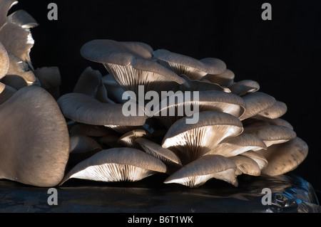 I funghi commestibili (Pleurotus Ostreatus) cresciuto in un sacchetto di compost Foto Stock