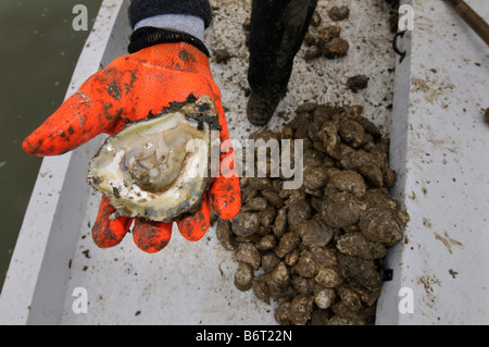 Live fresco ostriche, dragati da Chesapeake Bay, Annapolis, Maryland Foto Stock