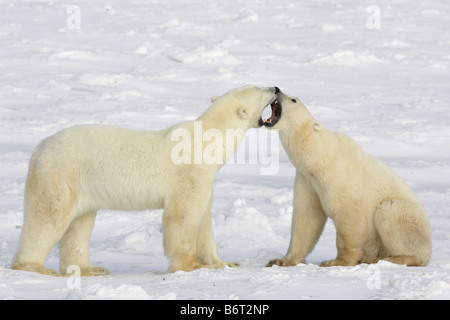 Due orsi polari giocare combattimenti sulla neve Foto Stock